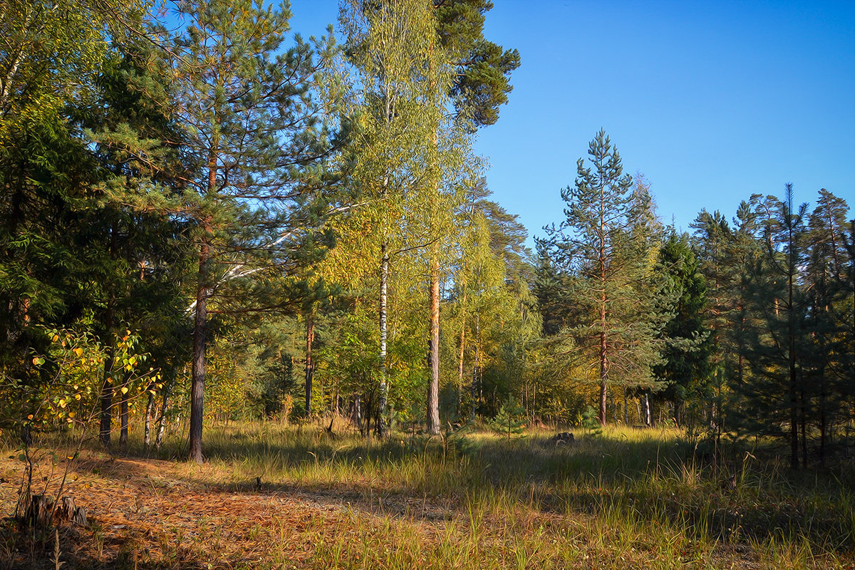 В лесу - Алексей (GraAl)