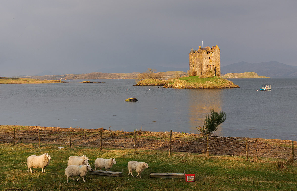 Замки и овечки - обычный пейзаж Шотландии - Galina 