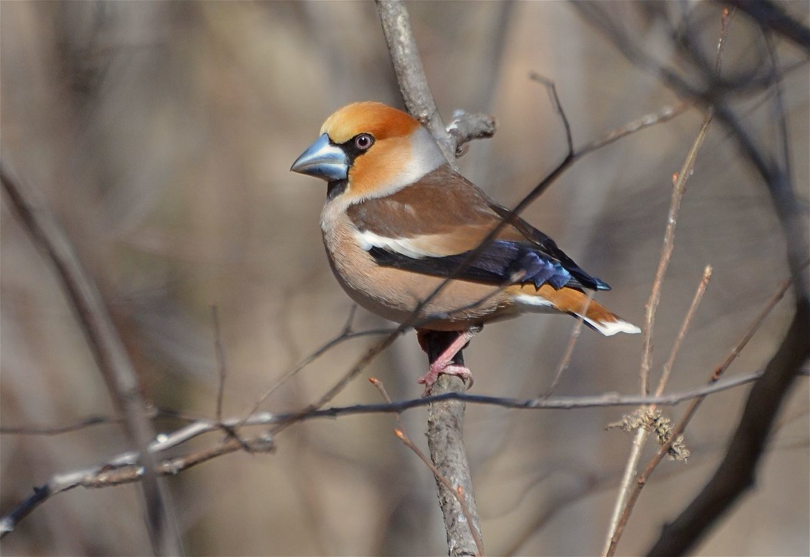 Обыкновенный дубонос ( Coccothraustes coccothraustes) - Иван 