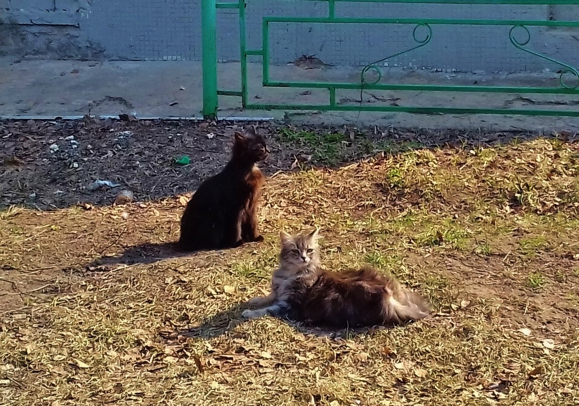 греющие котята на солнце - Владимир 