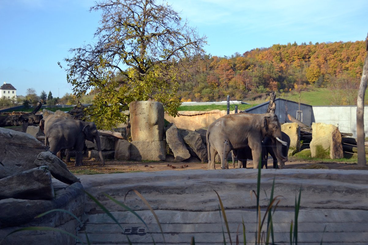 Слоны пражского зоопарка - Ольга 