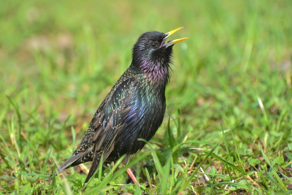 Обыкновенный скворец(Sturnus vulgaris) - Иван 