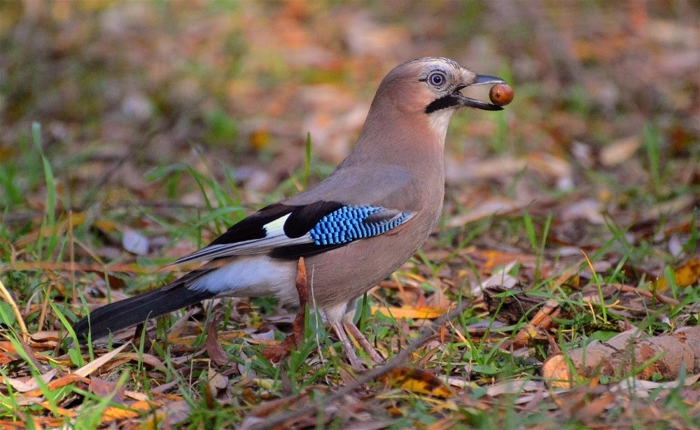 Сойка (Garrulus glandarius) - Иван 