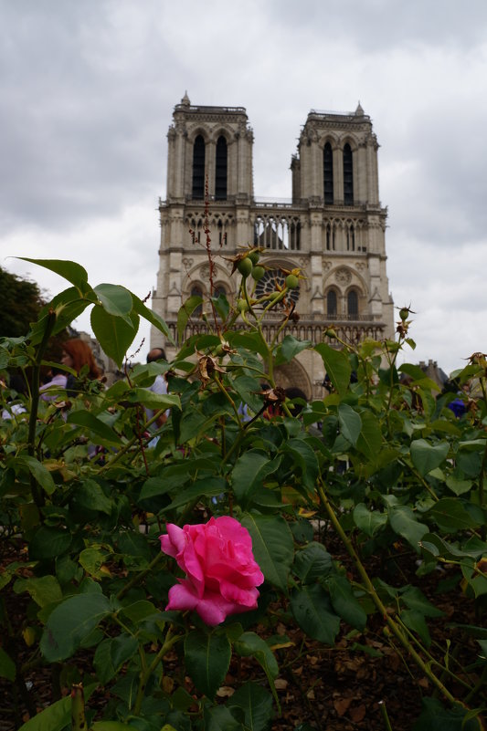 Notre Dame de Paris..... - Алёна Савина