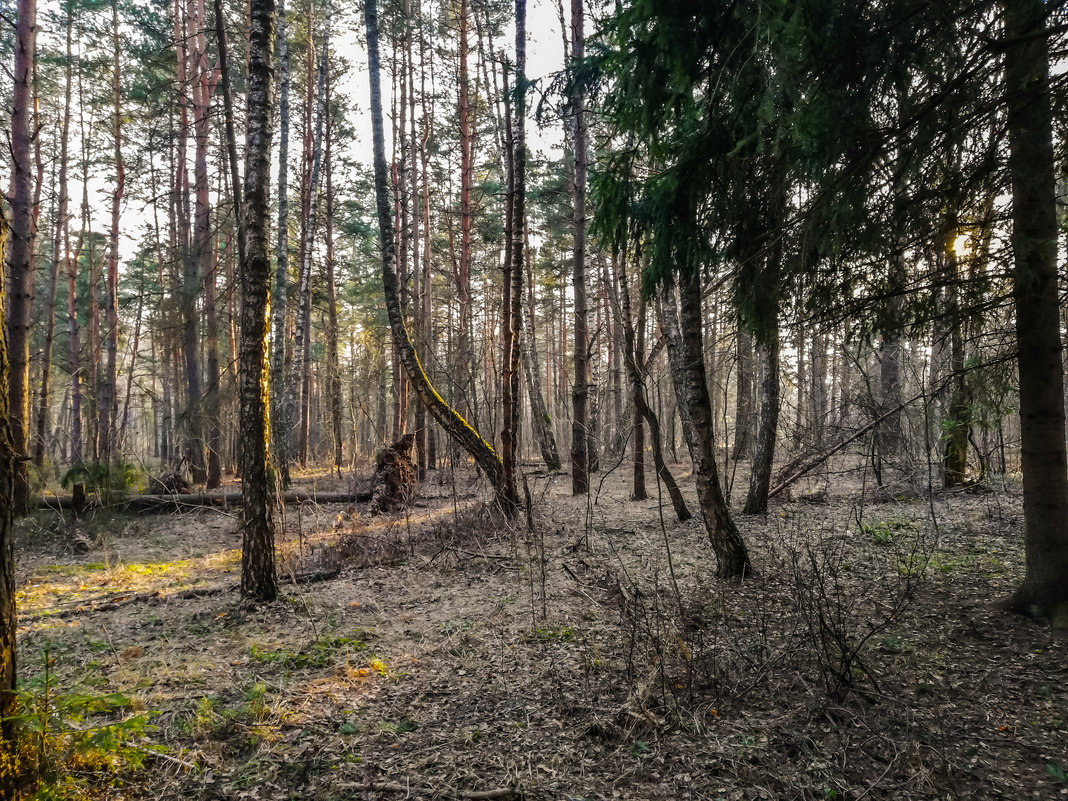 Весенний лес - Александр Войтович