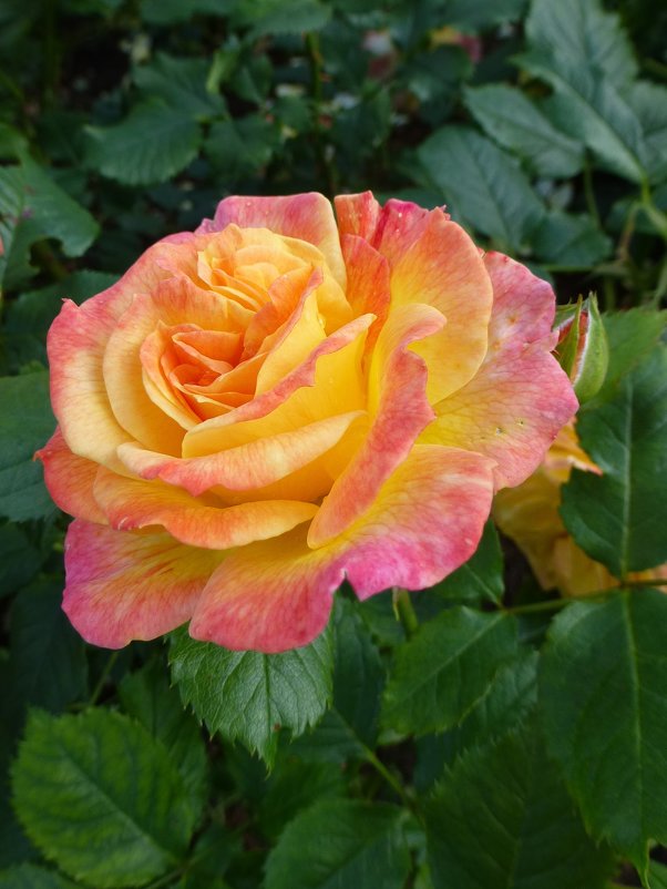 Роза Ботанического сада - Лидия Бусурина