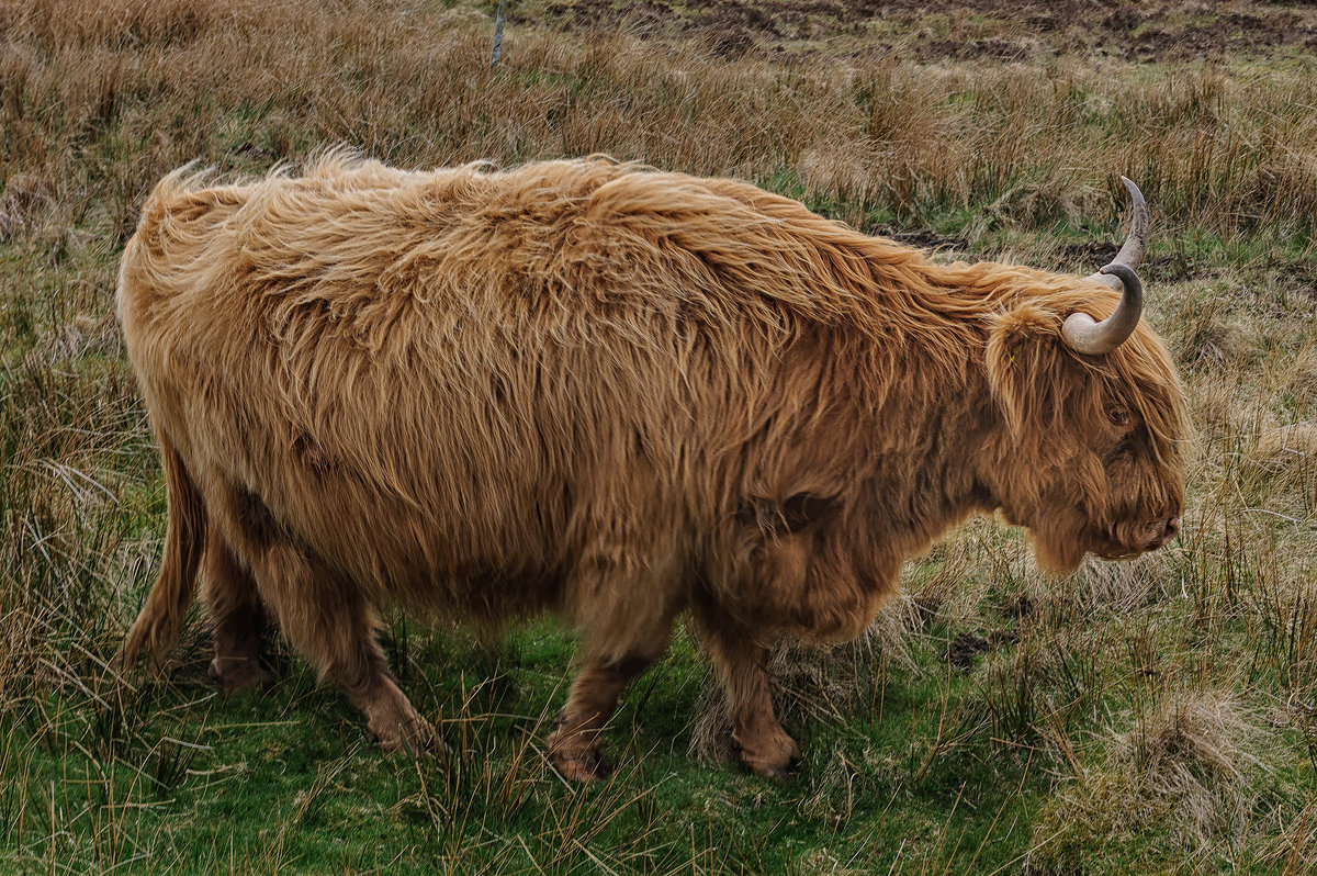 Хайленд - шотландская корова - Galina 