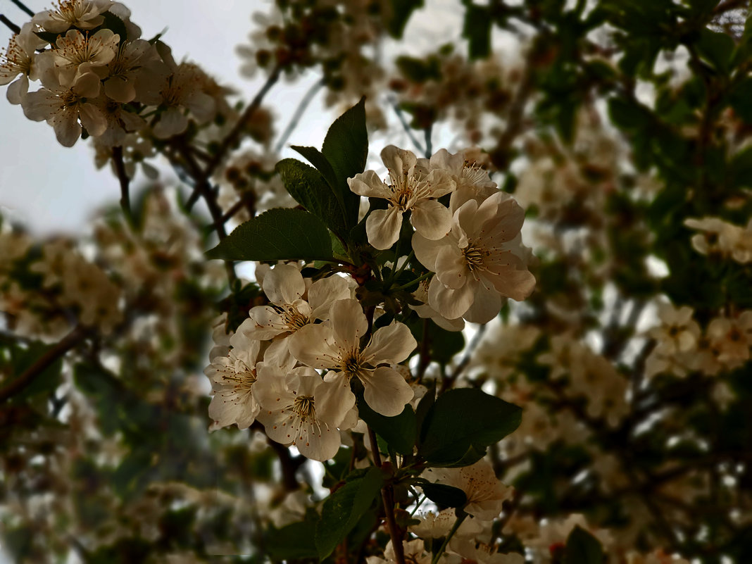 Весеннее цветение - Наталья (D.Nat@lia)