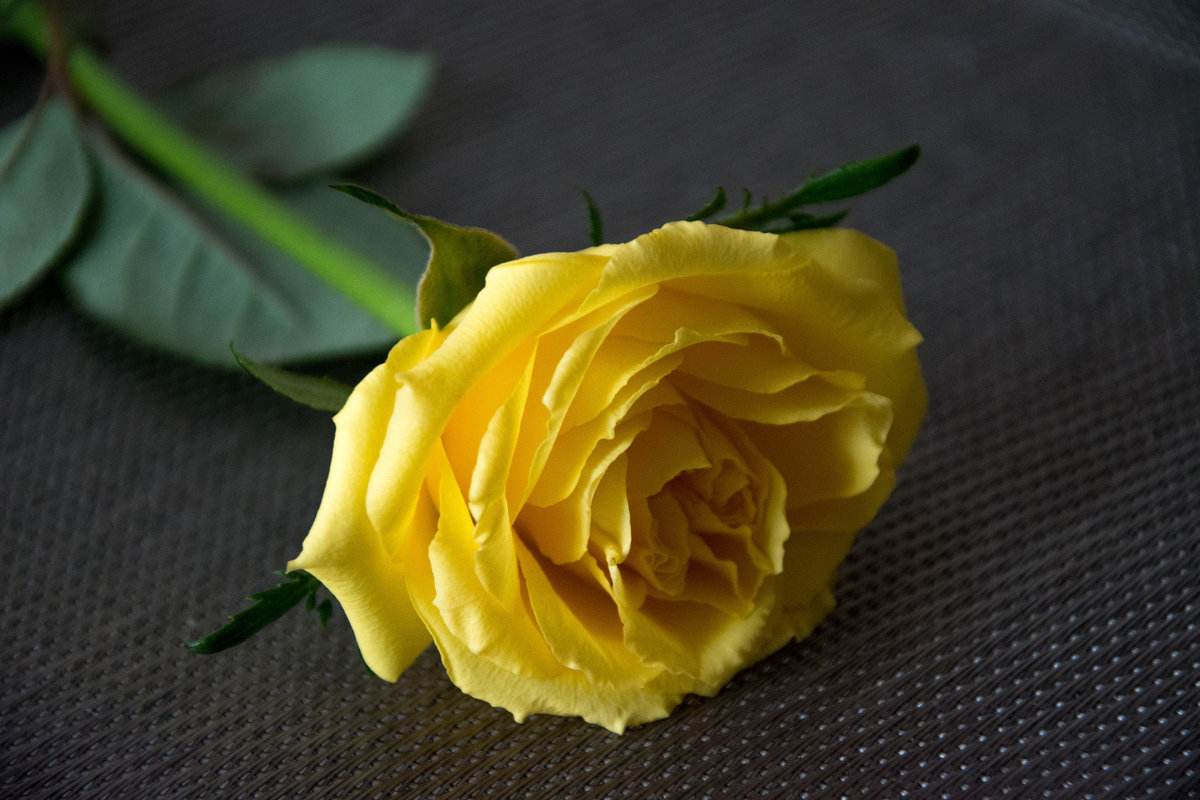 Желтая роза - Лидия Суюрова
