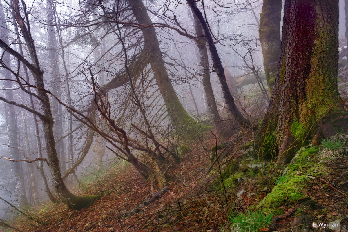 весенний лес, окутанный туманом - Elena Wymann