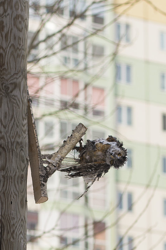 Украшение городского двора - Ольга Швыдкова