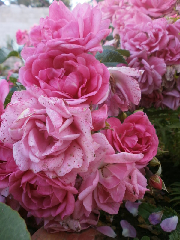 Розовый куст - Алёна Савина