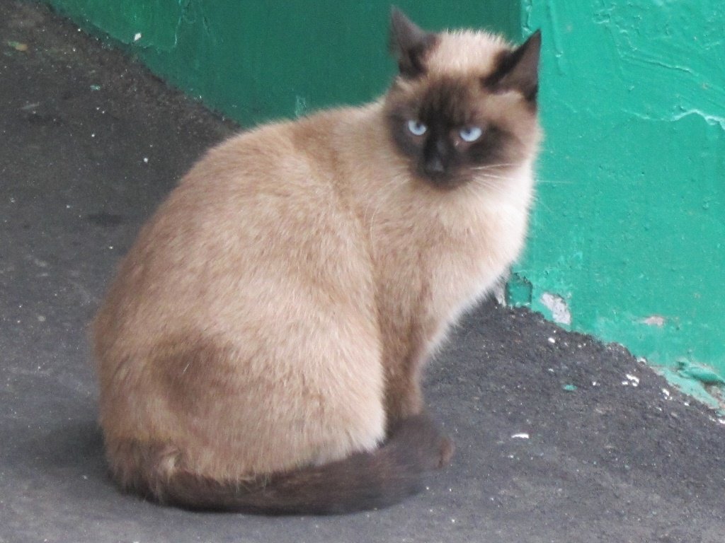 Сиамская кошка - Дмитрий Никитин