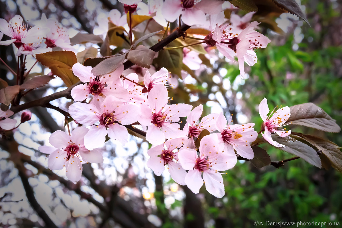 Цветы весны - Denis Aksenov