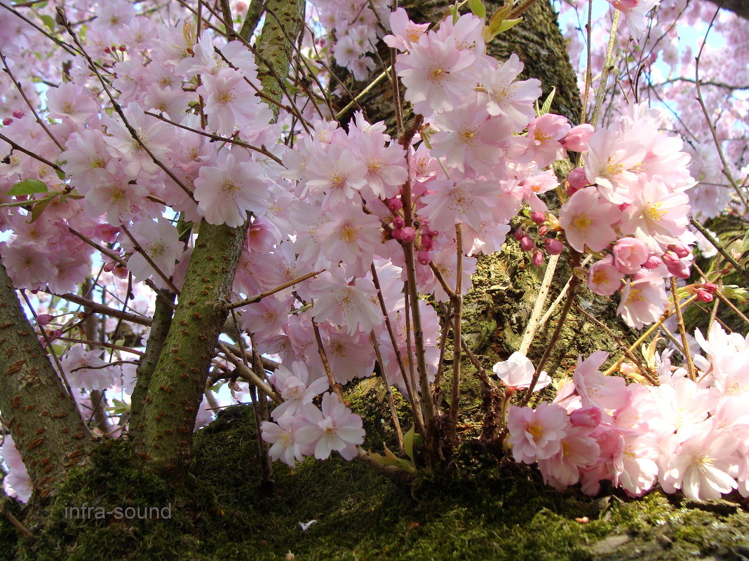 Цветение  японской вишни - Lüdmila Bosova (infra-sound)