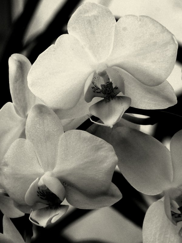 Белая орхидея - Сергей Карачин