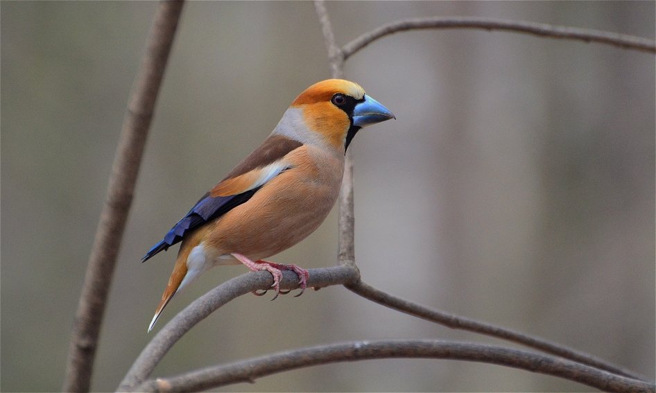 Обыкновенный дубонос ( Coccothraustes coccothraustes) - Иван 