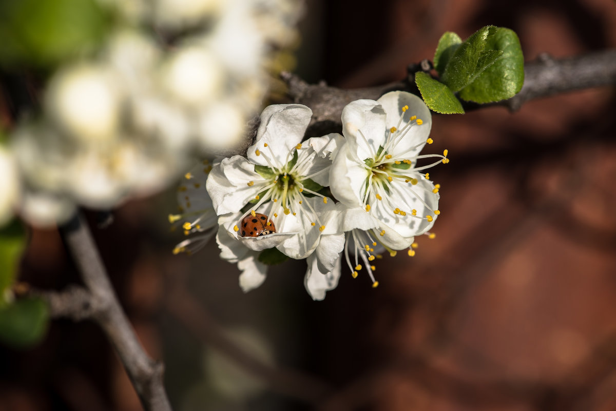 Ladybird in blossom - Олег Шендерюк