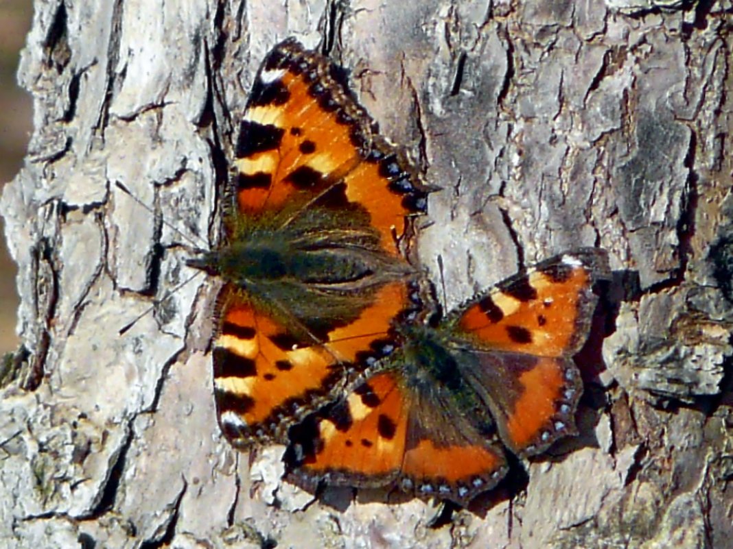 Бабочки - Наталья Цыганова 