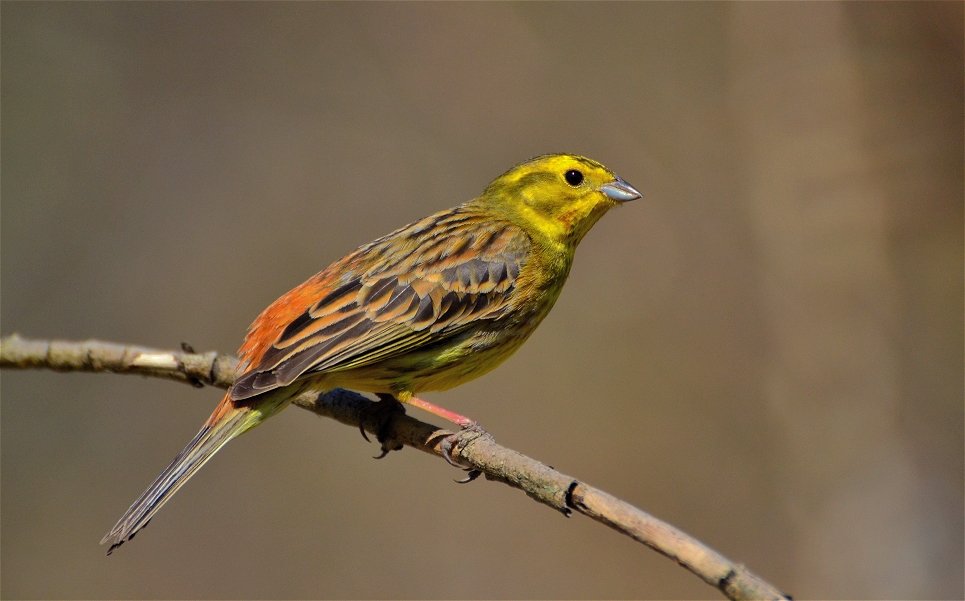 Обыкновенная овсянка (Emberiza citrinella) - Иван 