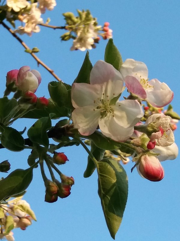 Яблони в цвету - Татьяна 