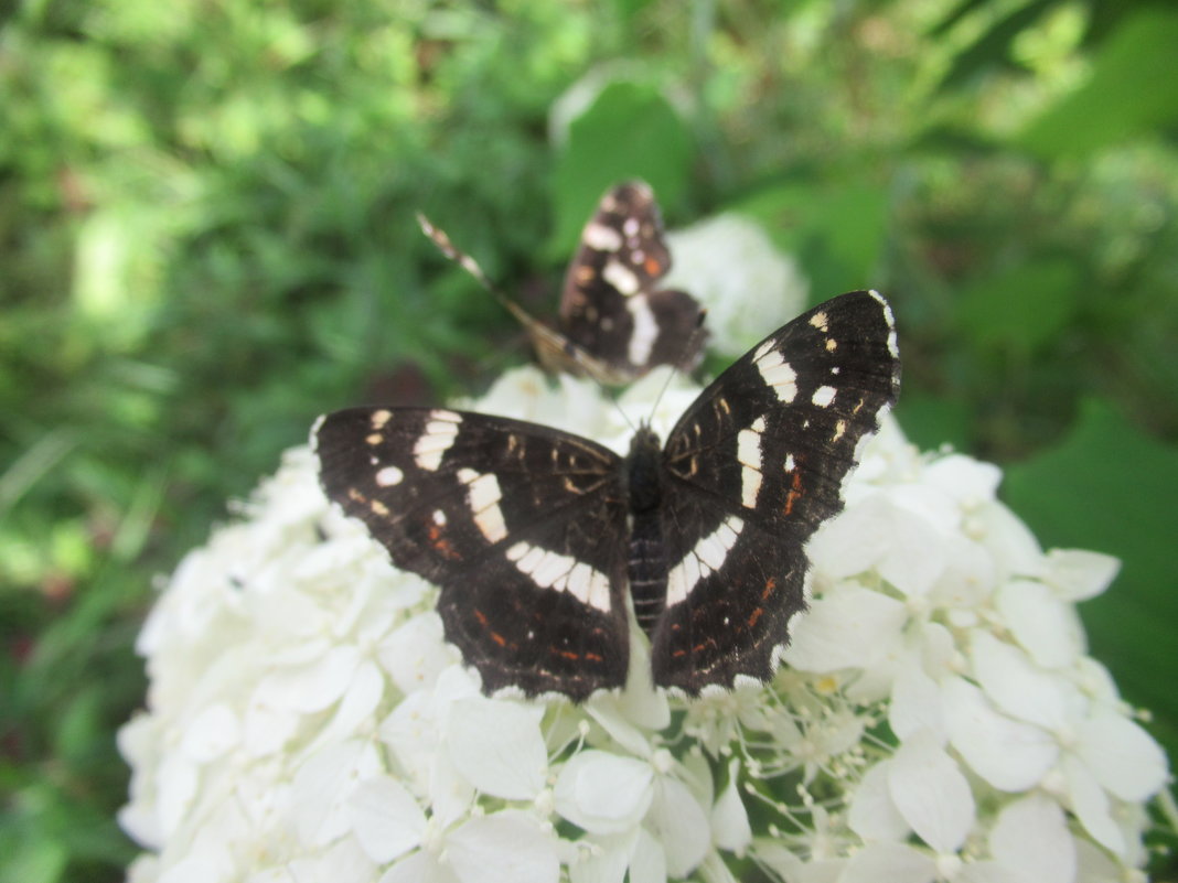 Бабочки Адмиралы - Лариса 