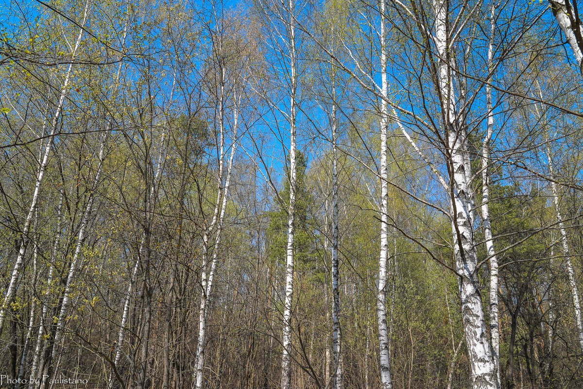 Весенний лес - Владимир Жданов