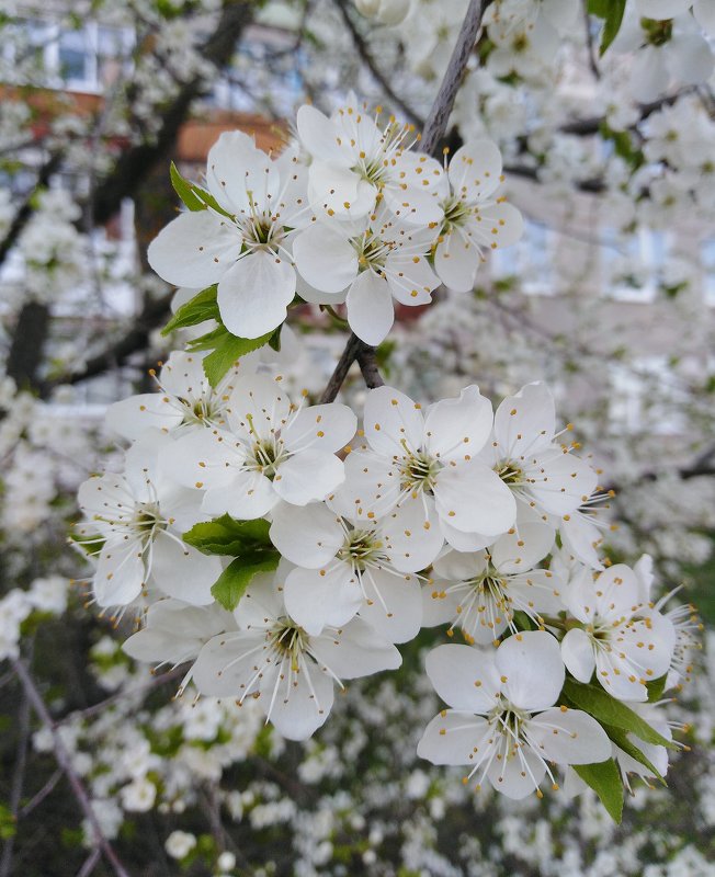 Весны цветение - Maryana Petrova