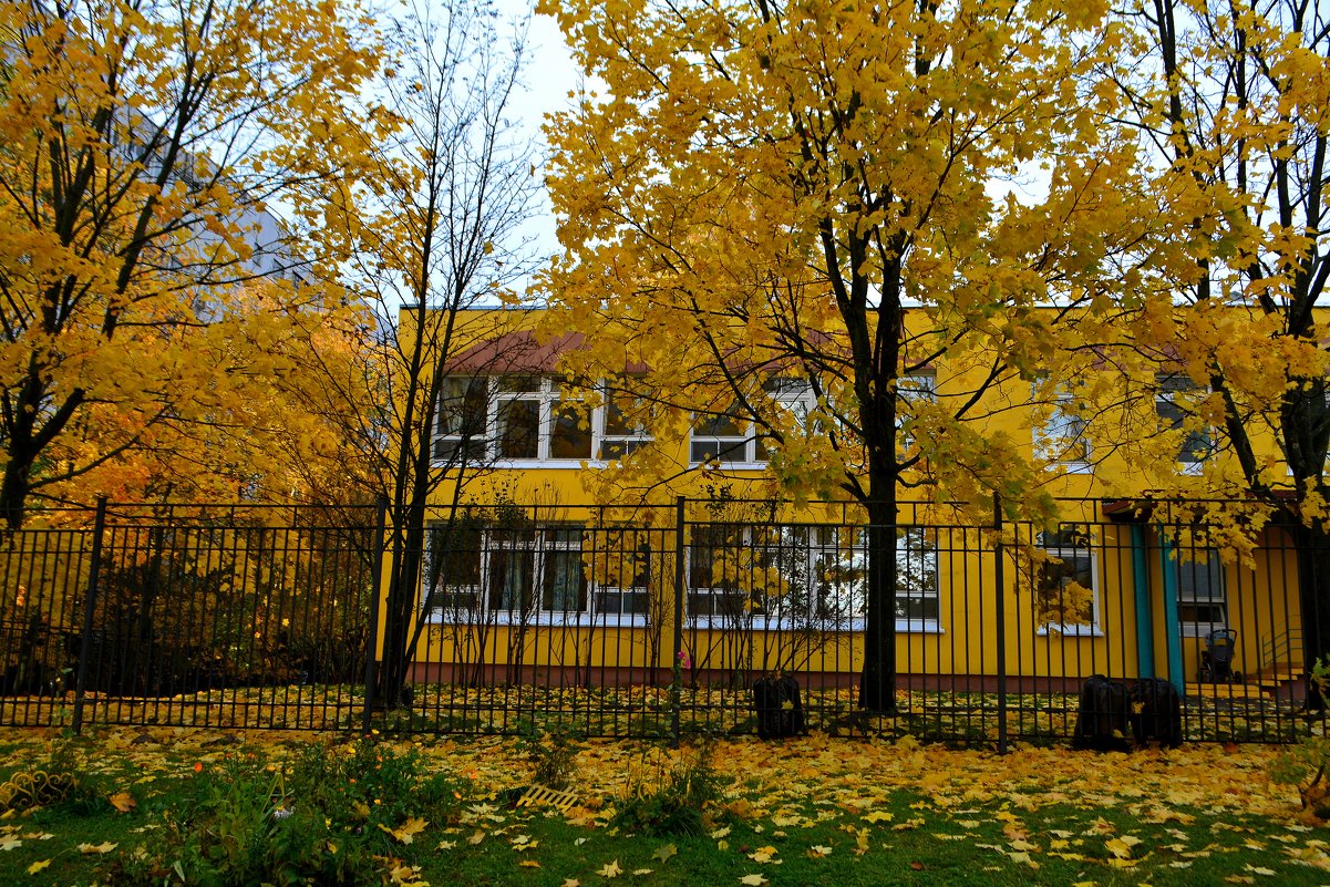 Золотой цвет осени в Зеленограде - aleks50 