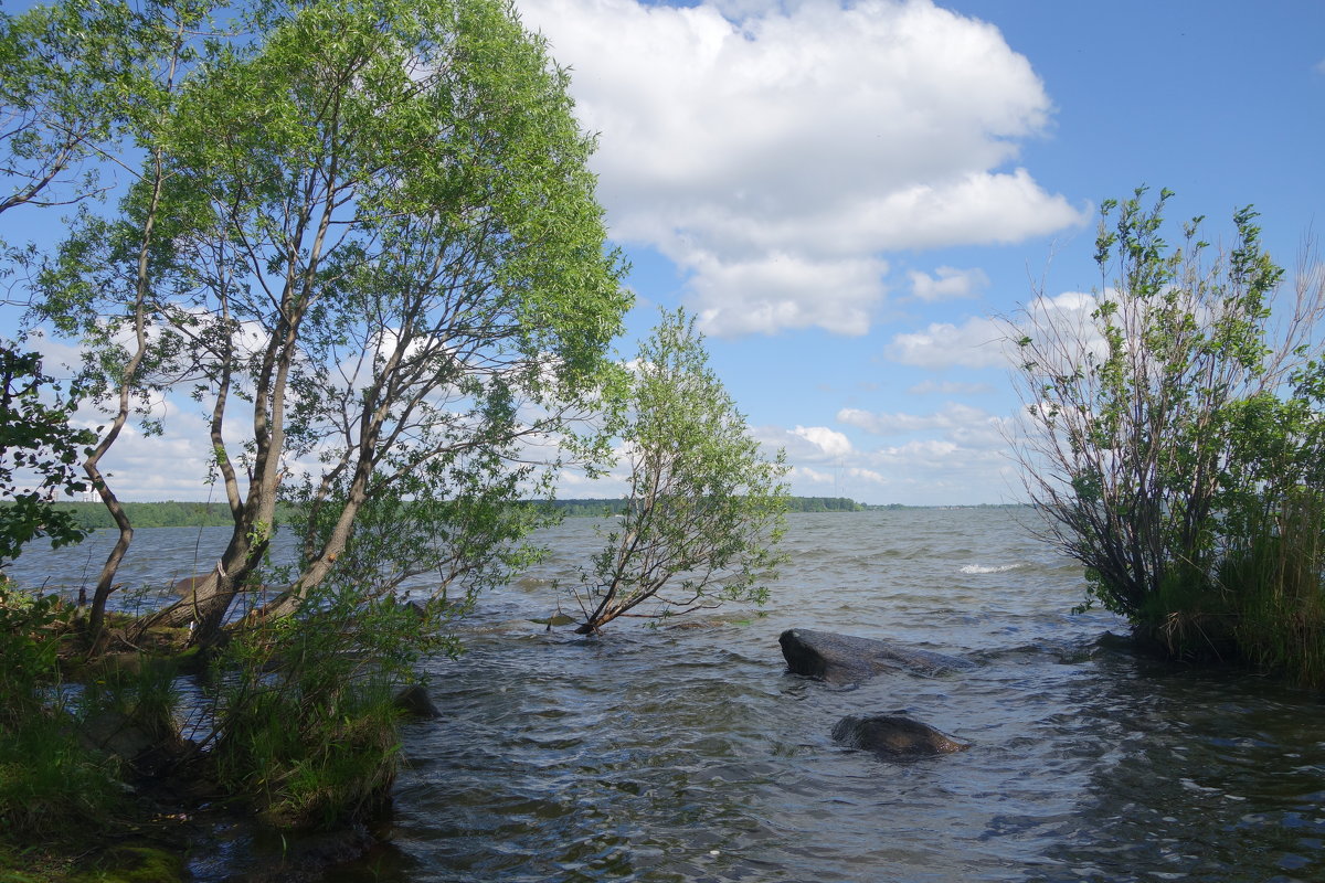 Деревья в озере - Елена П