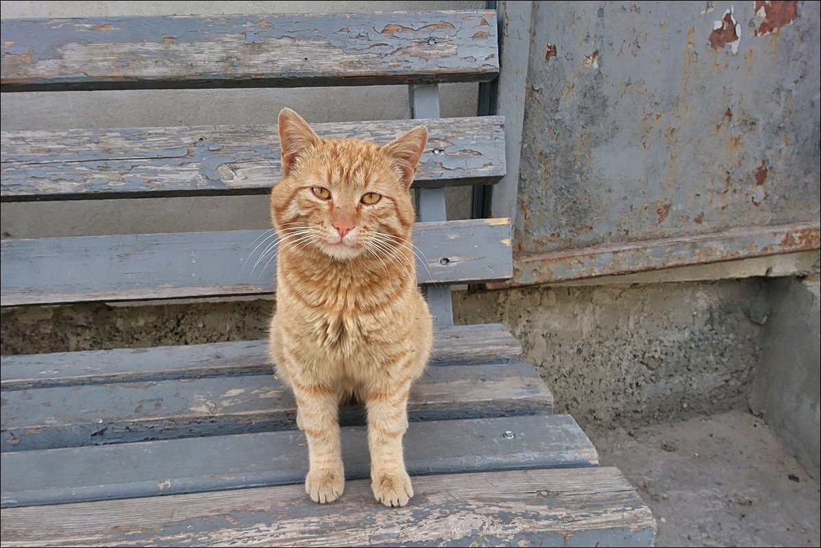 Из жизни кошки в апрельский день - Нина Корешкова