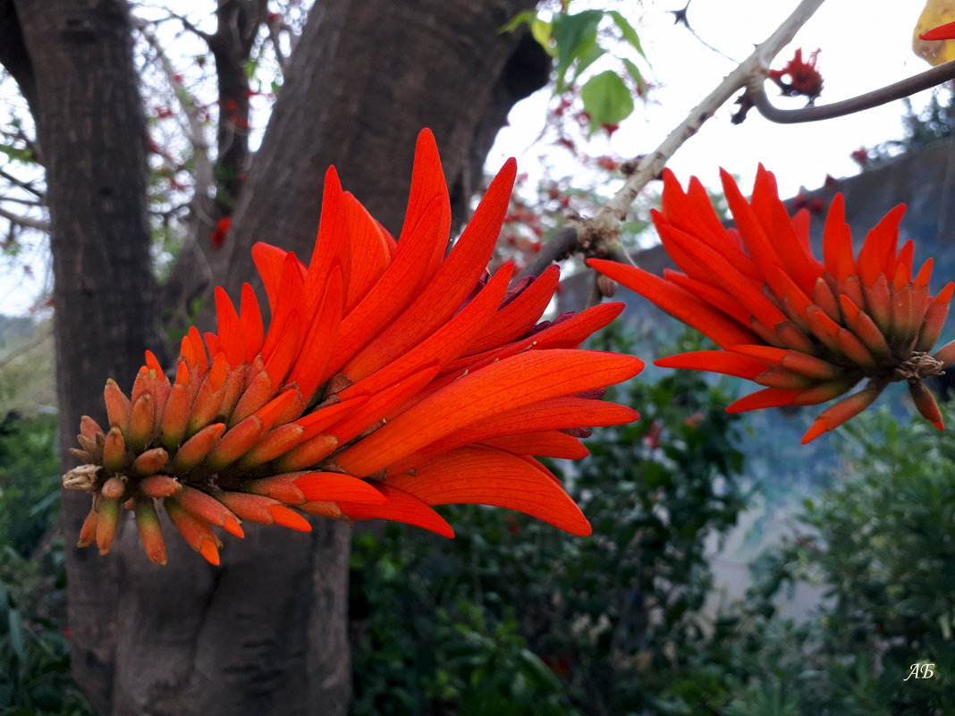 Цветок кораллового дерева - Аркадий Басович