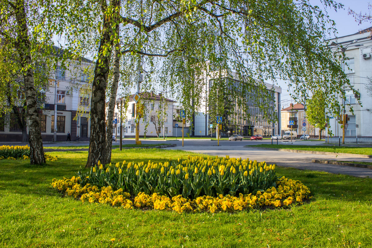 городские цветы IMG_3892 - Олег Петрушин