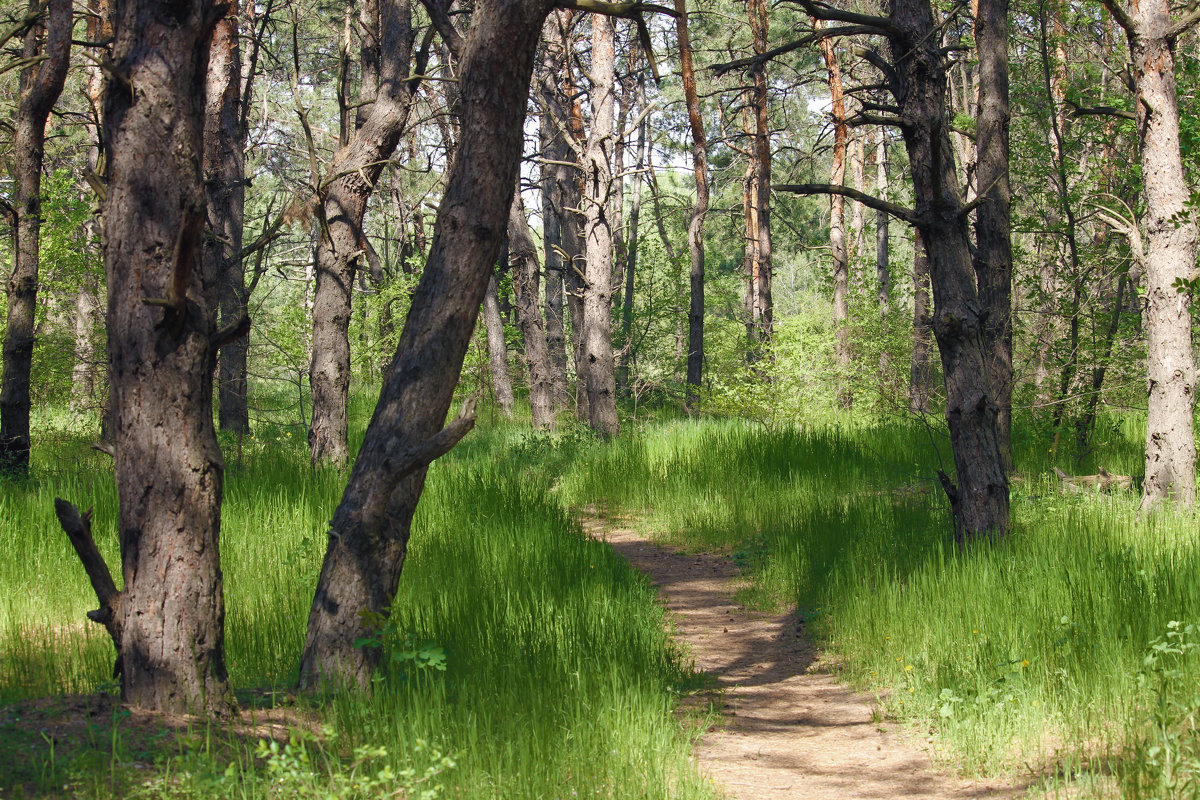 Весенний лес - barsuk lesnoi