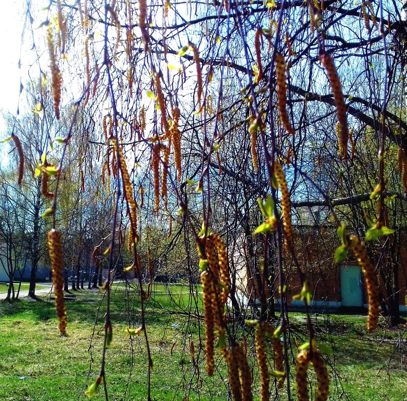 сережки на березе - Владимир 