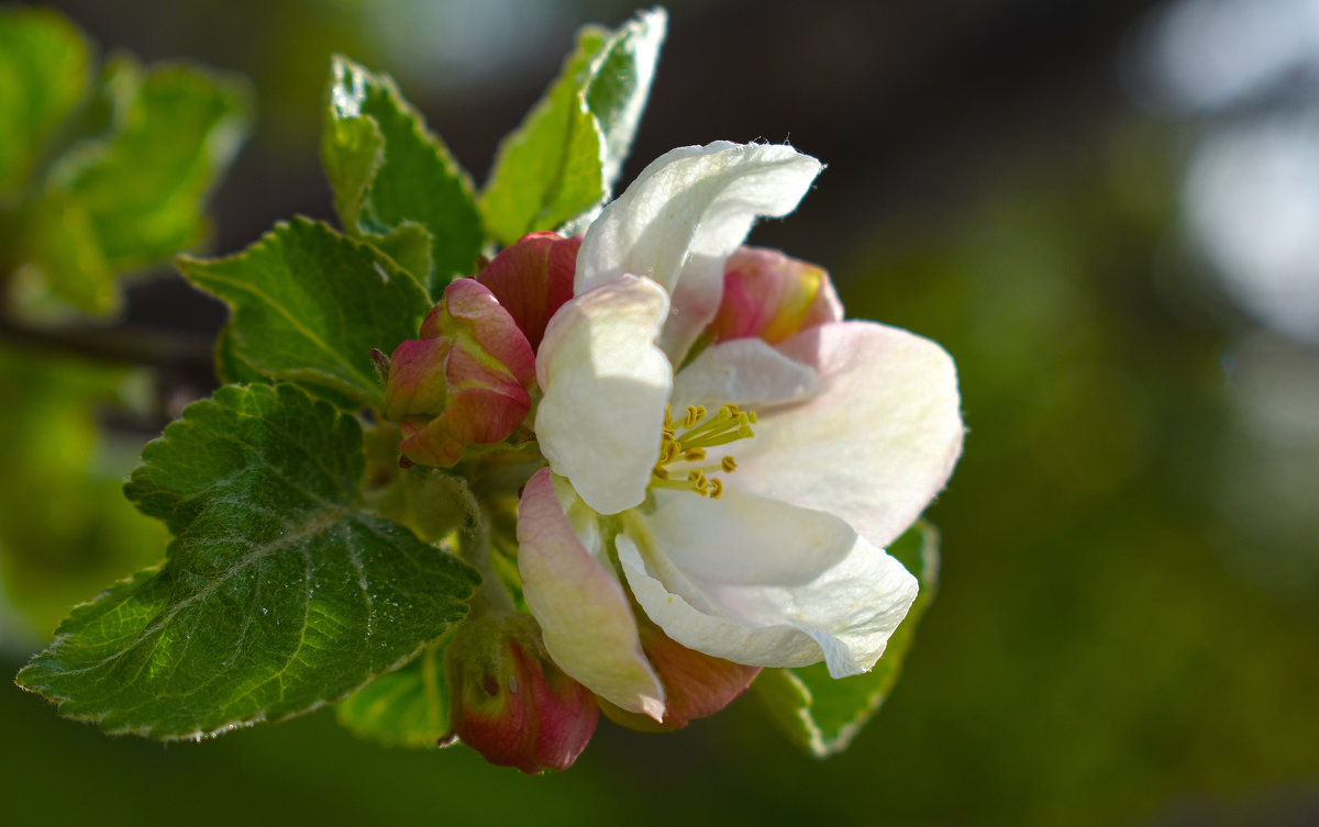 Цветение яблони - Nina Streapan
