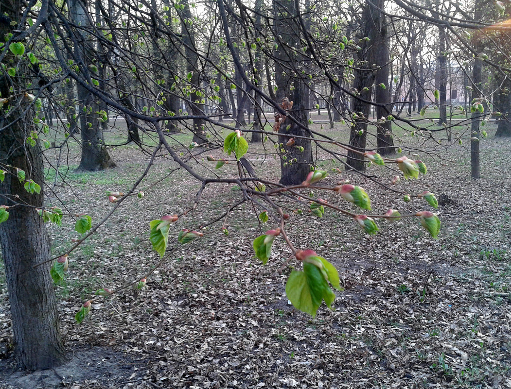 *** - Валентина Береснева