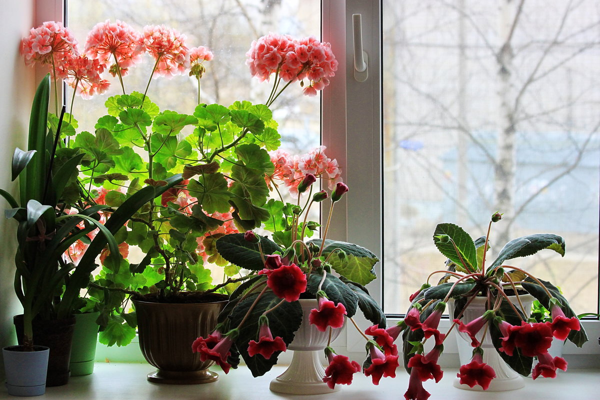 Цветы на окне - Александр Щеклеин