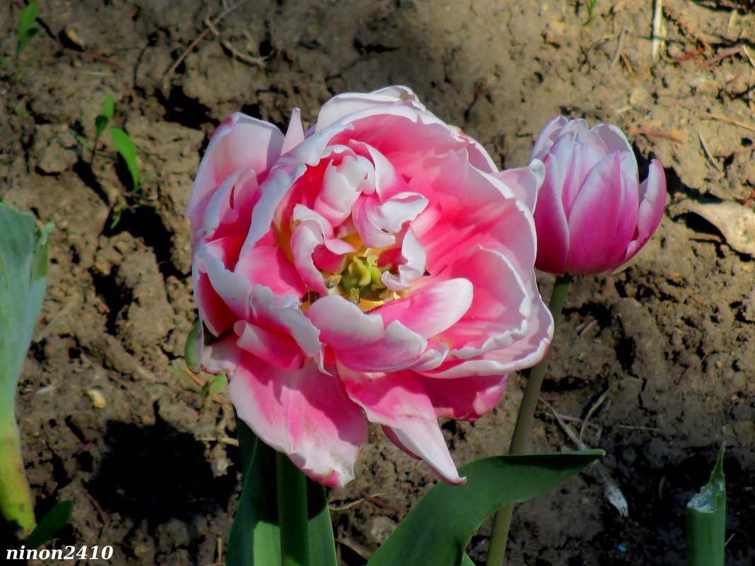 Махровый тюльпан - Нина Бутко