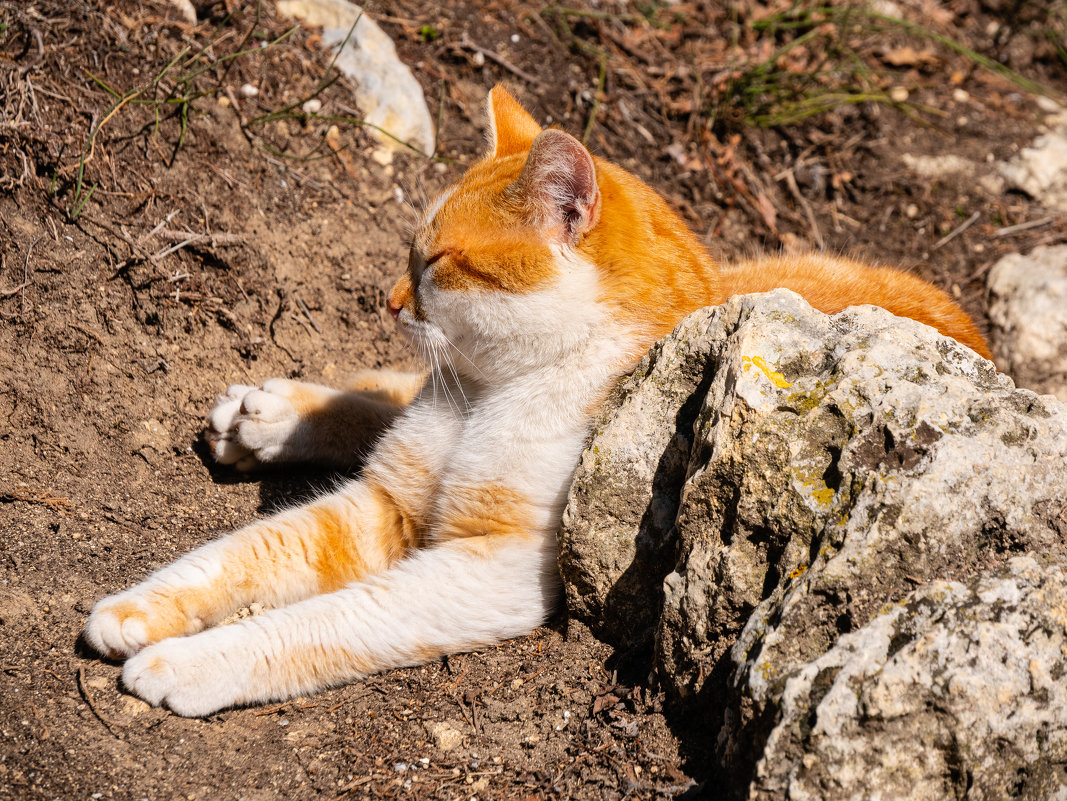 Кот, живущий в горах - Андрей Козлов