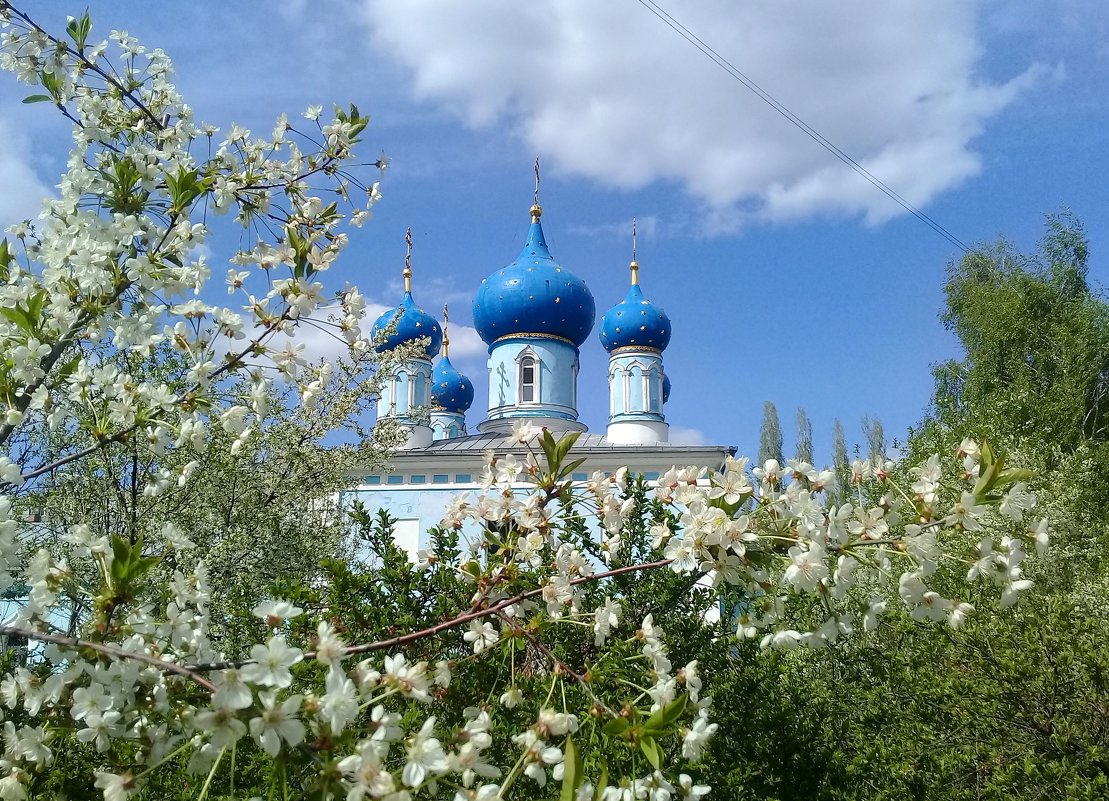 Цветет апрель. - Зоя Чария