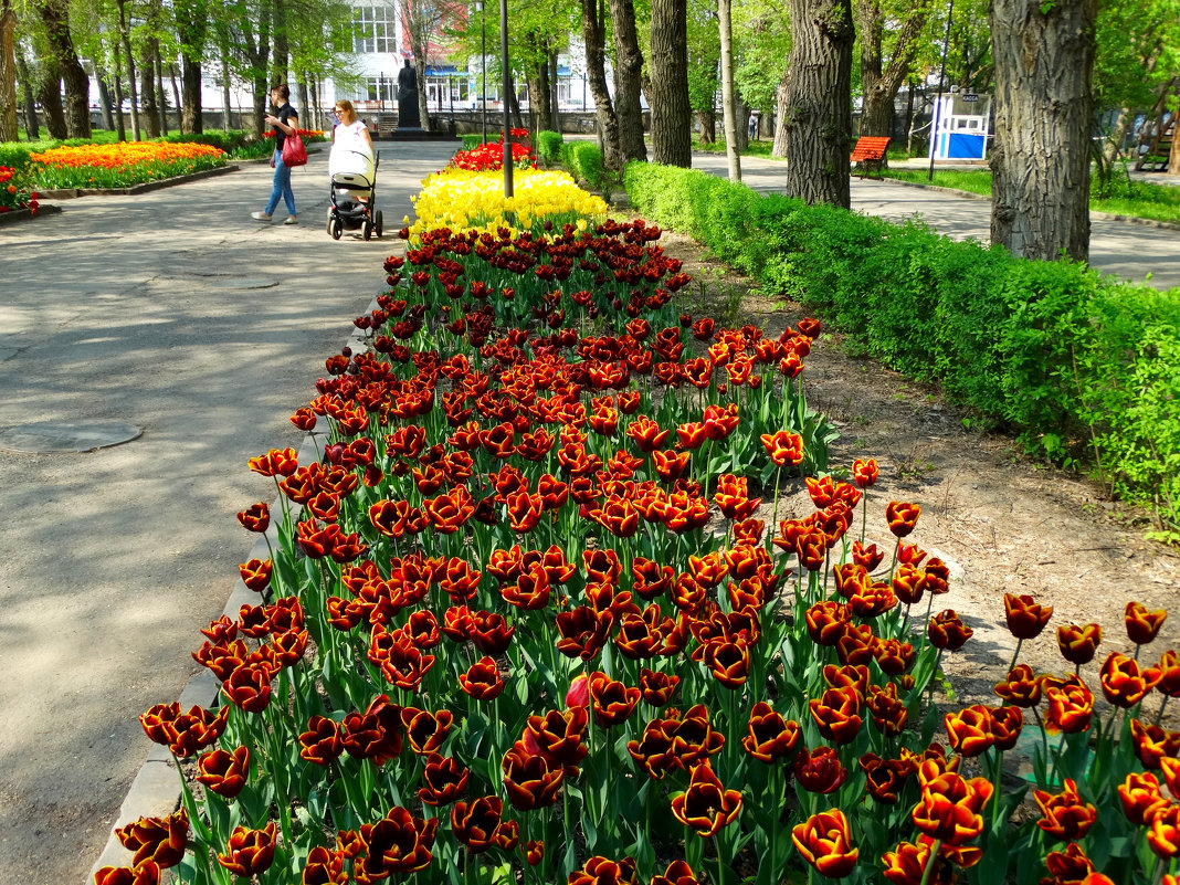 Аллея тюльпанов в парке... - Тамара (st.tamara)