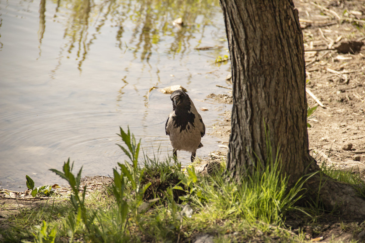 ворона в парке на озере Летнем в Калининграде - Юрий Шамсутдинов