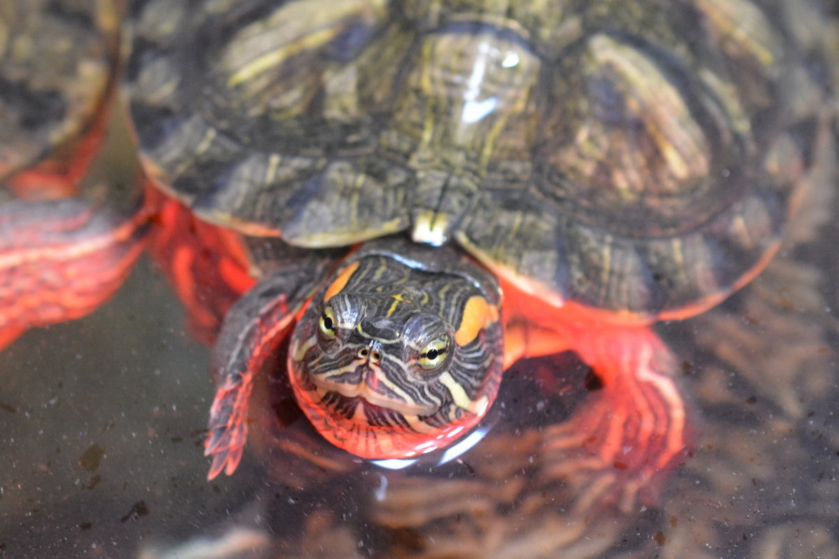 Красноухие водяные черепахи - Николай 