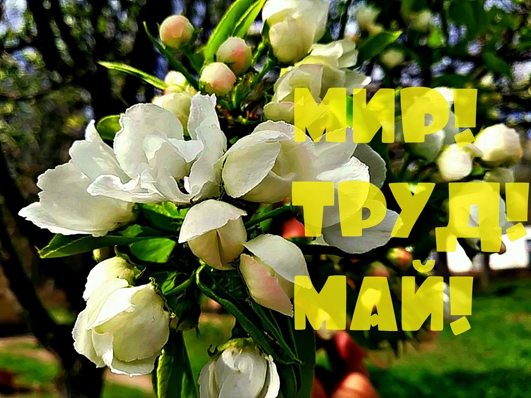 С праздником  1 Мая поздравляю друзья ! - Михаил Столяров