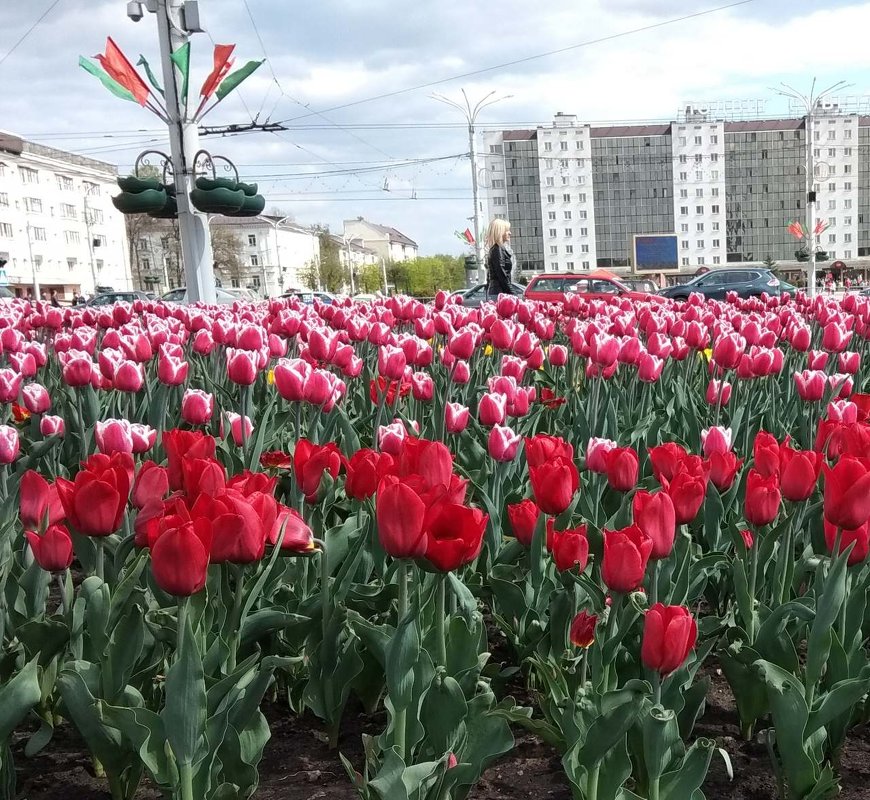 Витебск праздничный - Галина Бобкина