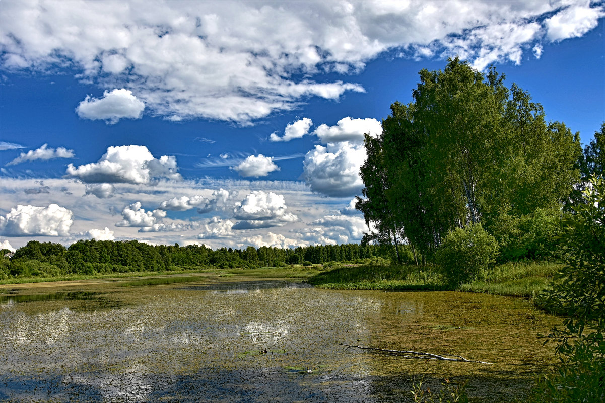 Летом у лесного озера - Oleg S 