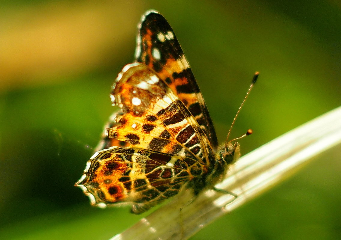 бабочки этой весны 3 - Александр Прокудин