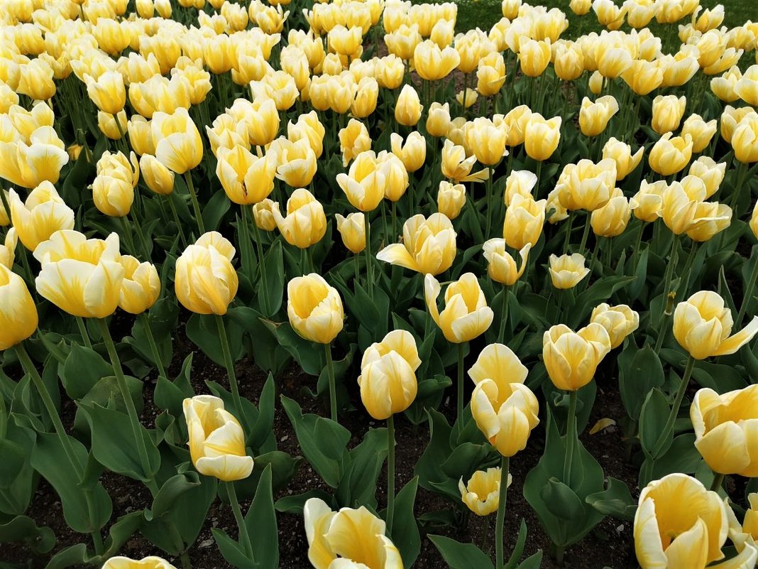Желтые тюльпаны - Алла ZALLA