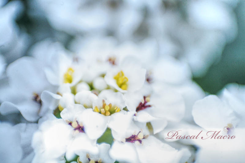 Белые цветы макро - Ciprian Pascal
